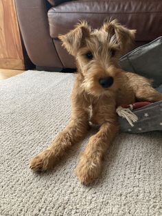 a small brown dog laying on top of a floor next to a pair of shoes