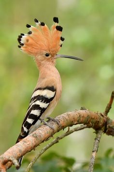 a bird with orange and black feathers sitting on top of a tree branch in the forest