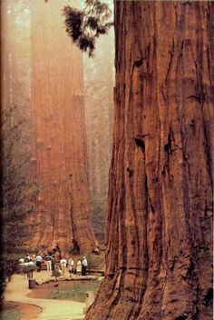 several people are standing in front of the giant trees