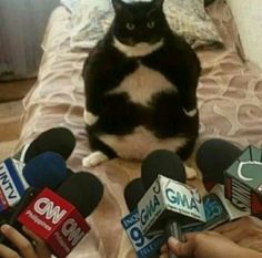 a black and white cat sitting on top of a bed with microphones next to it