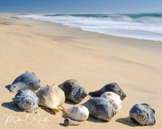 several sea turtles lay on the sand near the ocean