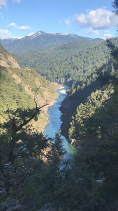 a river flowing through a lush green forest