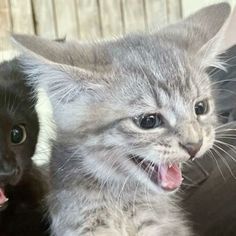 two kittens are sitting next to each other and one is yawning with its mouth open