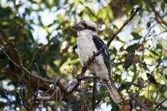 a bird sitting on top of a tree branch