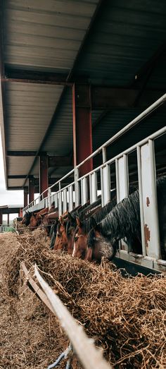 several horses are eating hay in their stalls