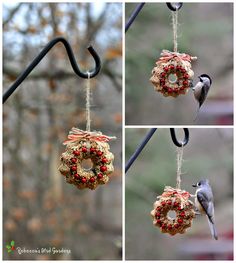 four different pictures of birds eating from bird feeders