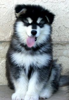 a black and white dog sitting next to a wall