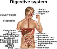 Your Digestive System:    Your digestive system is uniquely designed to turn the food you eat into nutrients, which the body uses for en... Digestive System Parts, Digestive System Disorders, Sigmoid Colon, Digestive System Function, Human Digestive System, Digestive Organs, Heart Diet, Salivary Gland, Bile Duct