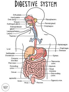 diagram of the human digest and its major parts labeled in this diagram, you can see