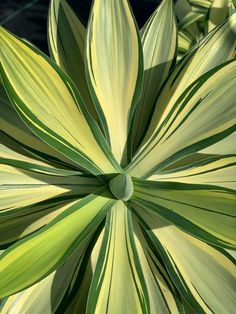 a green and white plant with large leaves