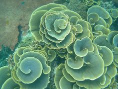 an underwater view of some green plants