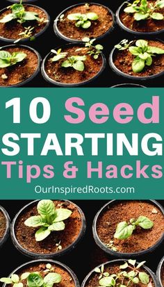 seed starting tips and hacks for beginners to grow seeds in pots with text overlay