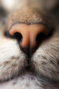 the nose of a dog with it's eyes closed