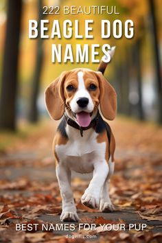 a beagle dog running through leaves with the title 22 beautiful beagle dog names