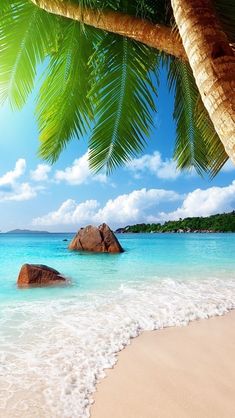 an image of the beach with rocks and palm trees