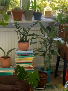 many houseplants and plants are in pots on the floor near a window sill