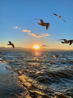 seagulls flying over the ocean at sunset