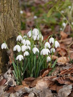 snowdrops blooming from the ground next to a tree