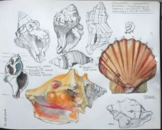 a drawing of different types of seashells