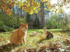 two cats sitting in the grass under a tree with autumn leaves on it's ground