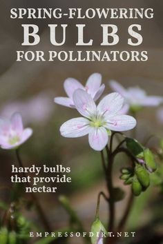 flowers with the words spring - flowering bulbs for pollinators on it's cover