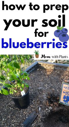 a blueberry plant near a freshly dug hole with fertilizer with text overlay that reads how to prep your soil for blueberries Growing Blueberries Bushes, Planting Blueberry Bushes, Blueberry Tree, Fruit Trees In Containers