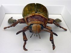 a large bug sitting on top of a white surface