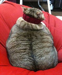 a cat sitting on top of a red chair wearing a knitted neck tie and collar