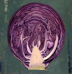 an image of a head of cabbage on a green background