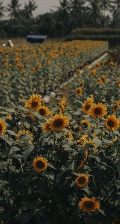 a field full of sunflowers in the middle of it's blooming season