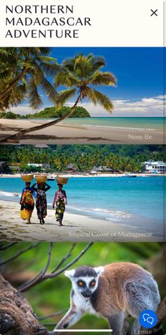 an image of two people walking down the beach with animals on their backs and palm trees in