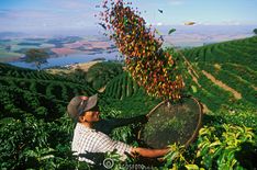 a man is picking tea leaves from the trees in his coffee farm, surrounded by green hills and blue sky