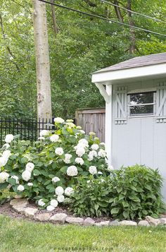 white hydrangeas in front of a shed with black fence and trees behind it