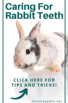 a rabbit with the words caring for rabbit teeth click here for tips and tricks