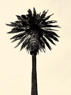 a black and white photo of a palm tree