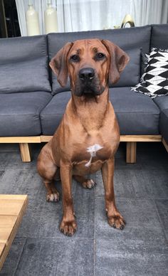 a large brown dog sitting in front of a couch