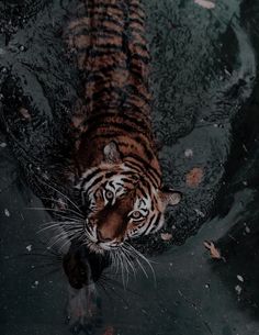 a tiger is walking through the water