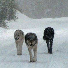 three dogs are walking in the snow together