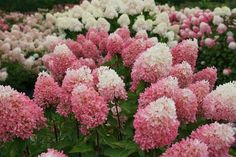 pink and white flowers blooming in the garden