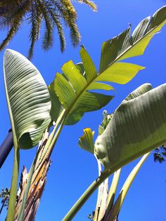 some very pretty green plants with big leaves on it's stems and blue sky in the background