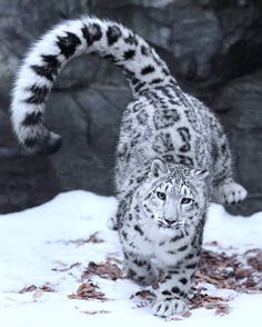 a snow leopard standing on its hind legs in the snow