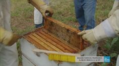 beekeepers are inspecting the bees in their hive box