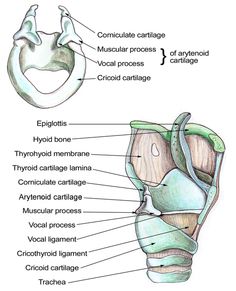 Larynx Anatomy Larynx Diagram, Zygomatic Bone Anatomy, Slp Anatomy, Larynx Anatomy, Joints And Ligaments Anatomy, Vocal Cord Dysfunction, Pivot Joints Anatomy, Dysphagia Therapy, Anterior Cruciate Ligament