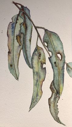 a watercolor painting of leaves on a white background