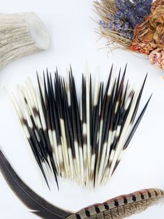 several feathers are arranged on a white surface next to dried flowers and antelope