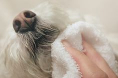 a small white dog laying on top of a bed next to a person's hand