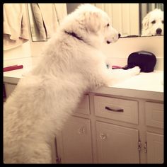 a large white dog sitting on top of a bathroom counter