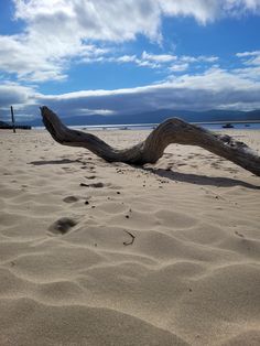 a tree branch laying on top of a sandy beach next to the ocean with clouds in the sky