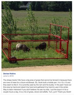 an article about the farm animals in their caged area, including sheep and pigs