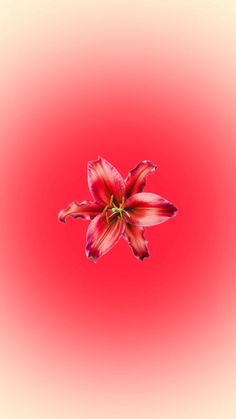 a single red flower floating in the air on a pink and yellow background with light reflection